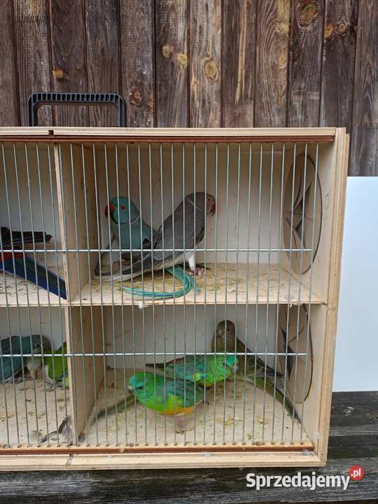 Papugi różne Czarna Kolonia