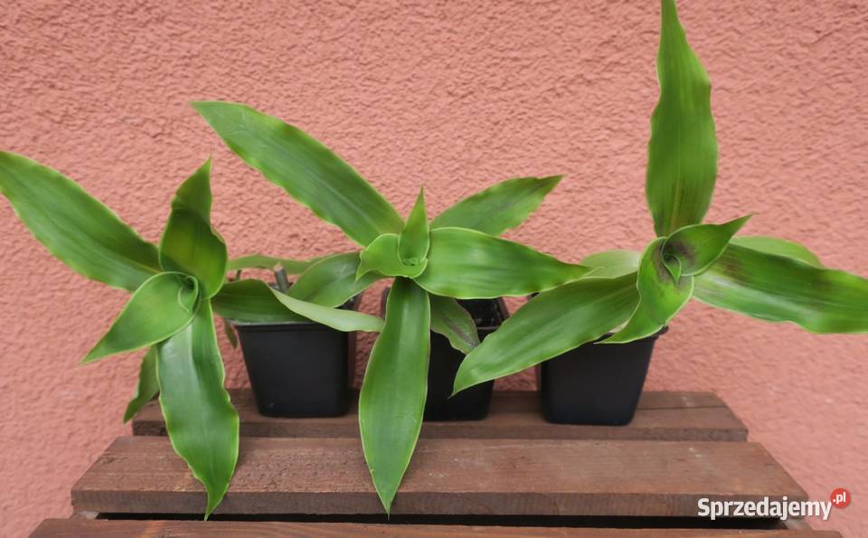 Złoty wąs Callisia Fragrans Zielone Pruszków