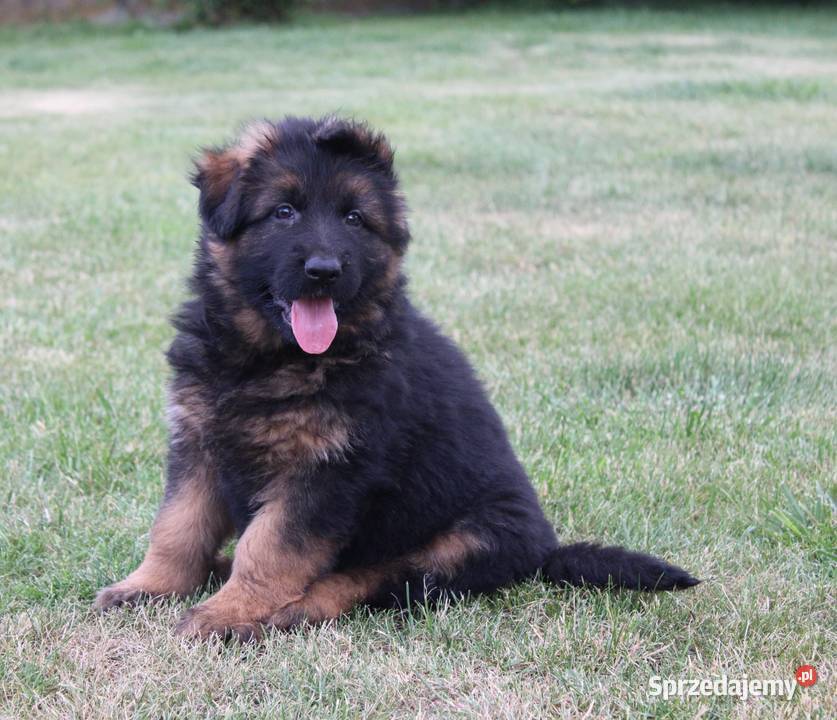Owczarek Niemiecki Długowłosy łódzkie
