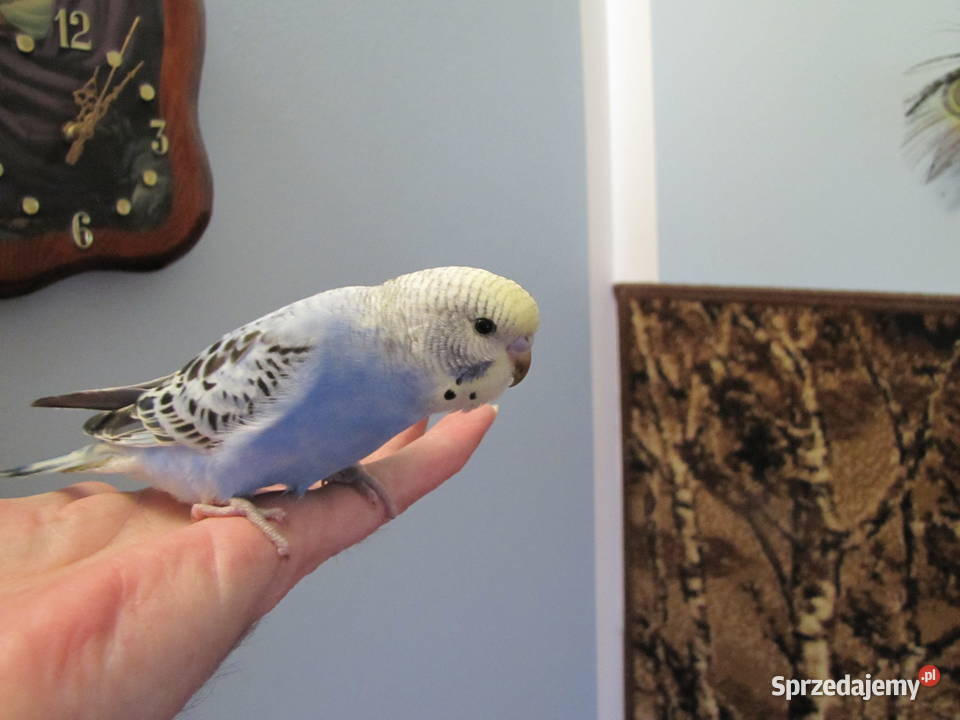 Papużki faliste Toruń