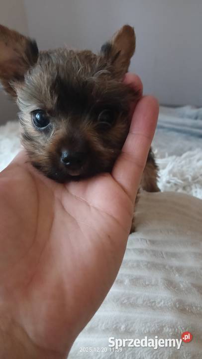 Yorkshire terrier chłopczyk mini Mochała