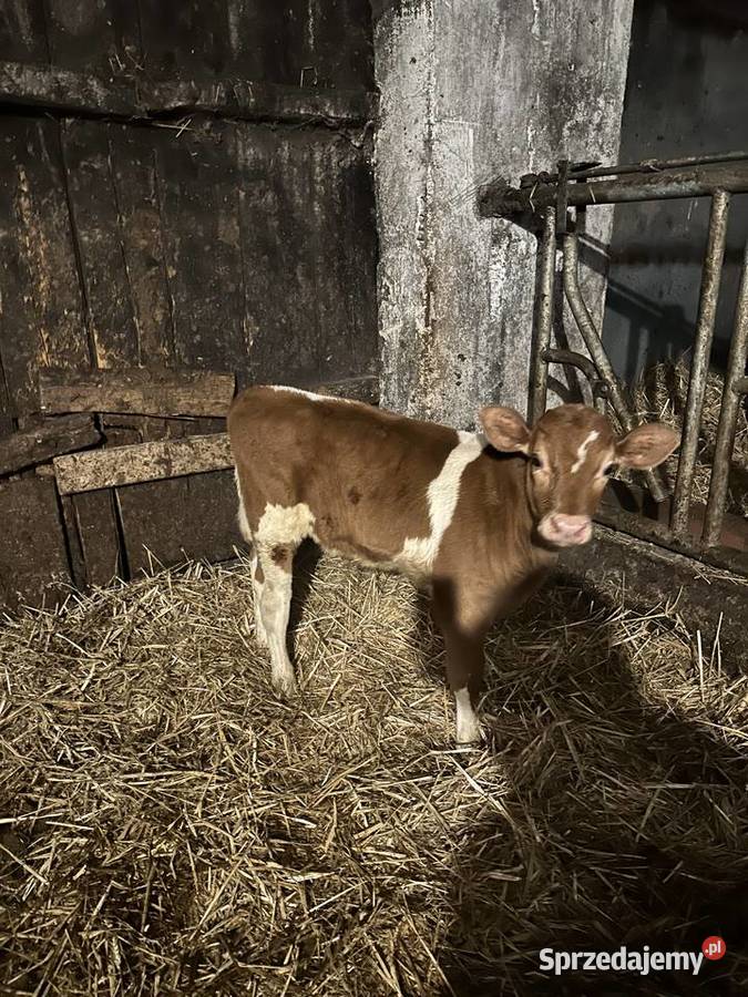 Sprzedam cielaki jałówki cieliczki cielęta podlaskie Boguszewo