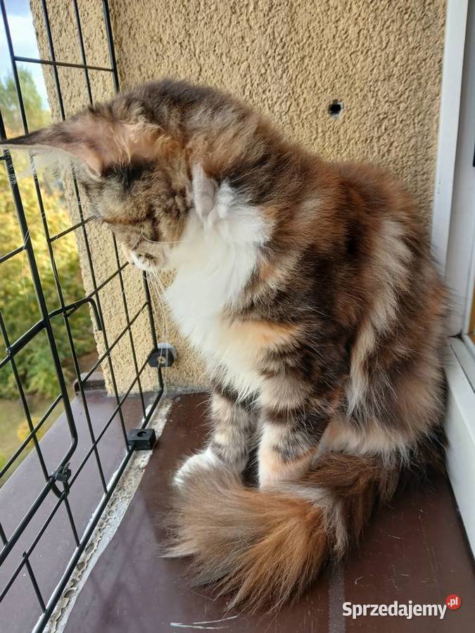 Maine coon piekna kotka Ruda Śląska