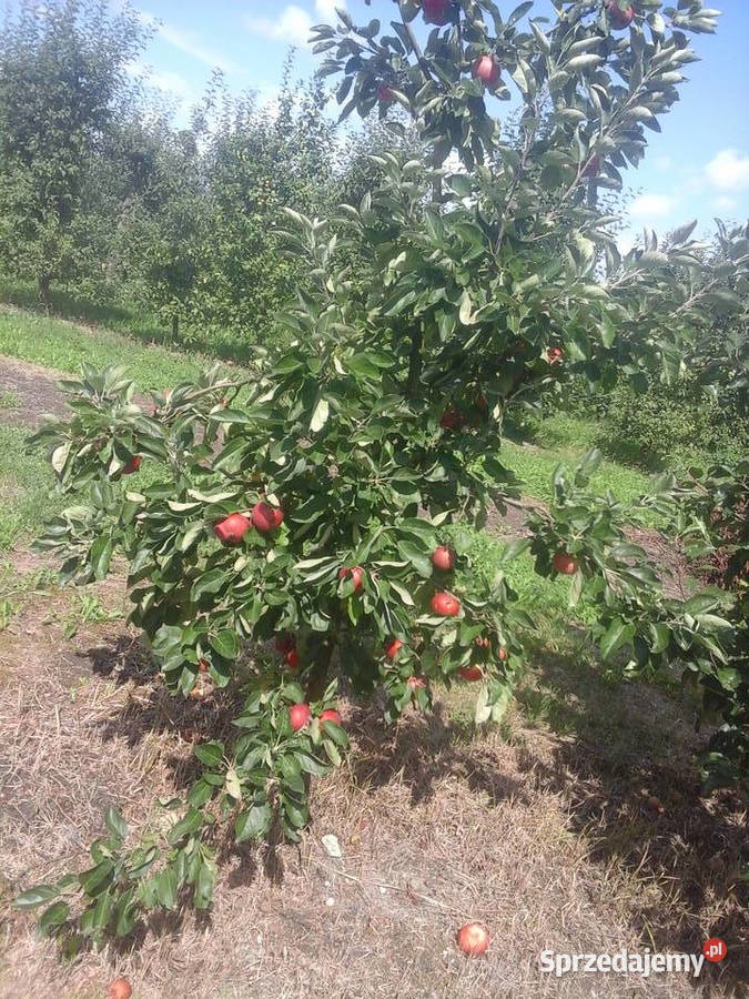 Jabłka sprzedam