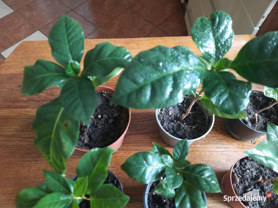 Sadzonki kawy arabika w doniczkach wysokość 2027 Morąg