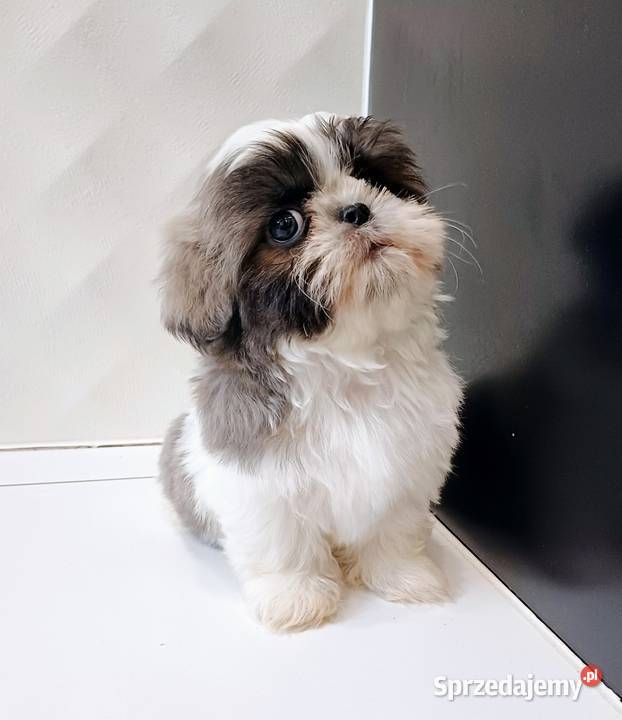ShihTzu BiałoSzary Leszno sprzedam