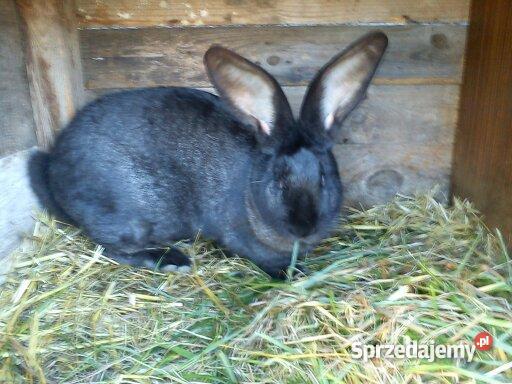 królika rasy Belgijski Olbrzym Jarocin sprzedam