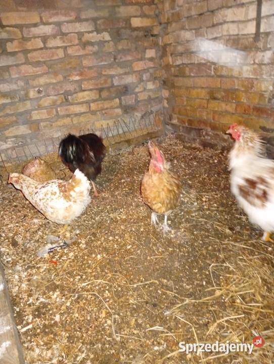 Sprzedam kury 11 szy lubuskie Lubiszyn