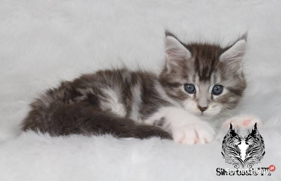 Kocurki Maine Coon behawiorysty Nowa Ruda