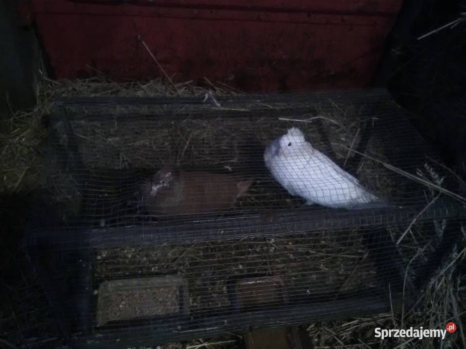 Gołębie 25 magane i inne Ptaki świętokrzyskie Pińczów sprzedam