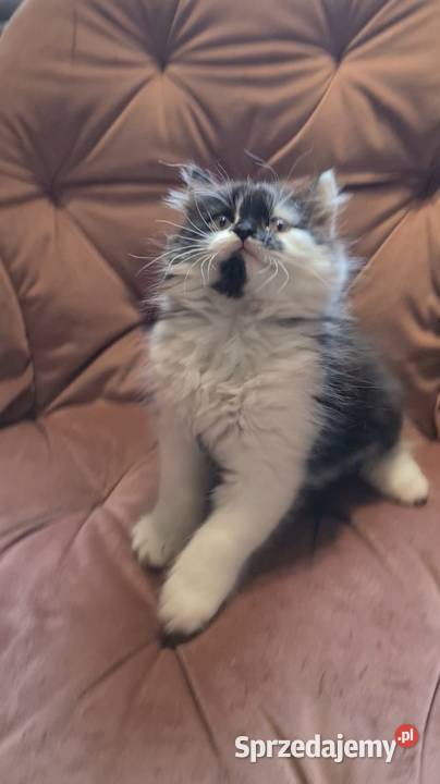 Maine coon chłopak Polesie Mikułowskie