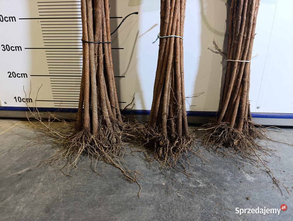 Porzeczka złota RYBES RIBES do szczepienia Stary Pożóg