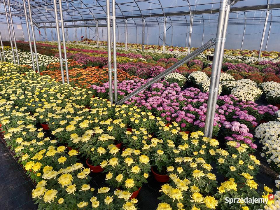 CHRYZANTEMY DROBNE I WIELKOKWIATOWE Pozostałe Sochaczew
