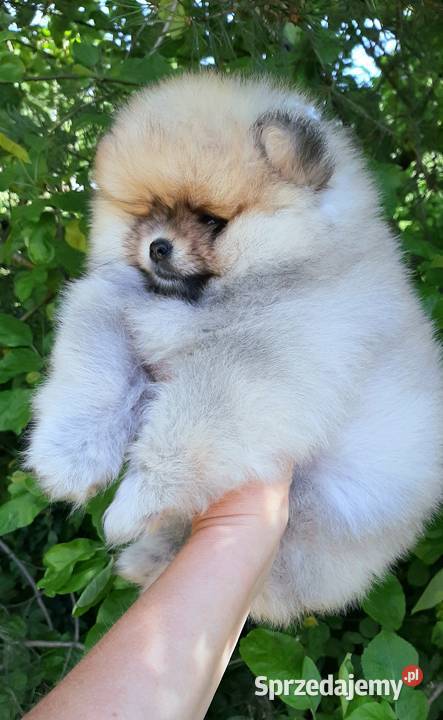 Dziewczynka szpic miniaturowy pomeranian Szpic miniaturowy łódzkie Pabianice