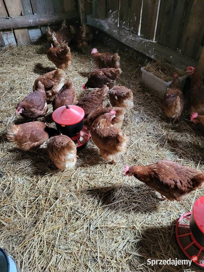 Kury zagrodowe nioski koguty Zrąbiec