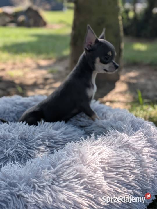 Chihuahua suczka xxs Szczaworyż