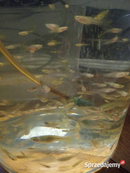 Krewetki molinezjegupiki drobniczki jednodniówki mazowieckie Pruszków