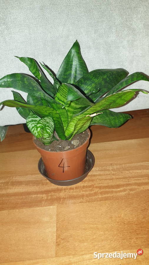 Sansewieria 4 roślina rosnąca