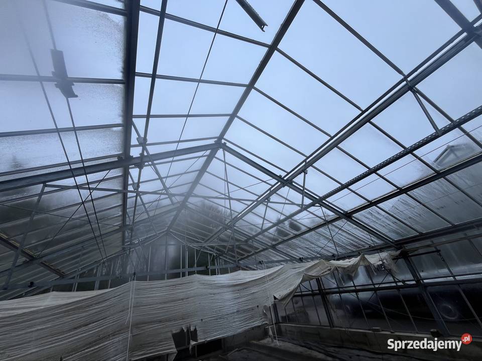Szklarnia przemysłowa do rozbiórki 30m 10m Turek