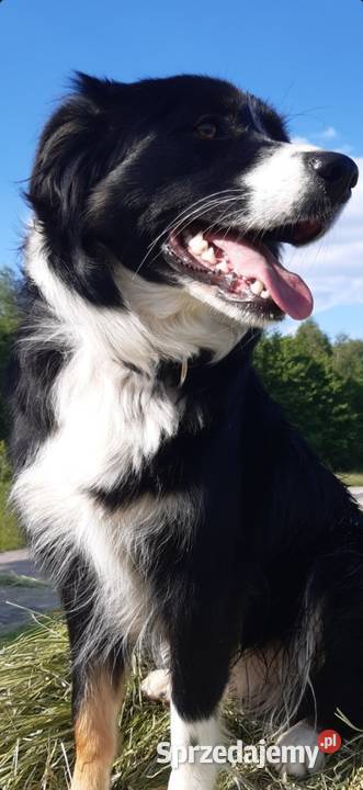 Border Collie piesek BOSS z hodowli NEGRESSE Porąbka Uszewska sprzedam