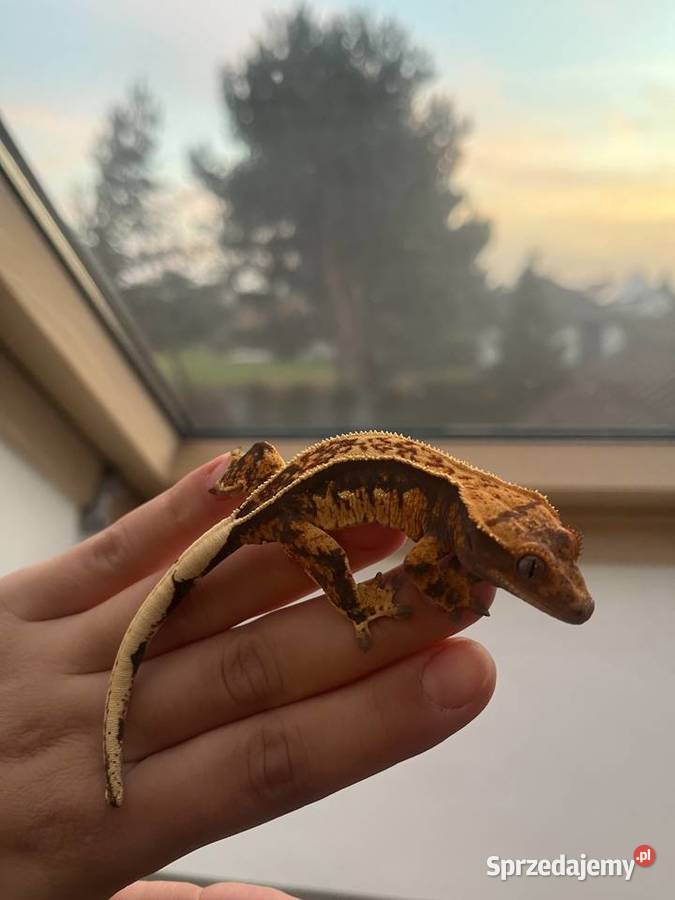 Gekon orzęsiony ciliatus crested gecko samica Gady i płazy dolnośląskie Wrocław