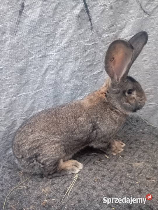 Sprzedam dwa samce olbrzymia belgijskiego Izbica-Wieś sprzedam