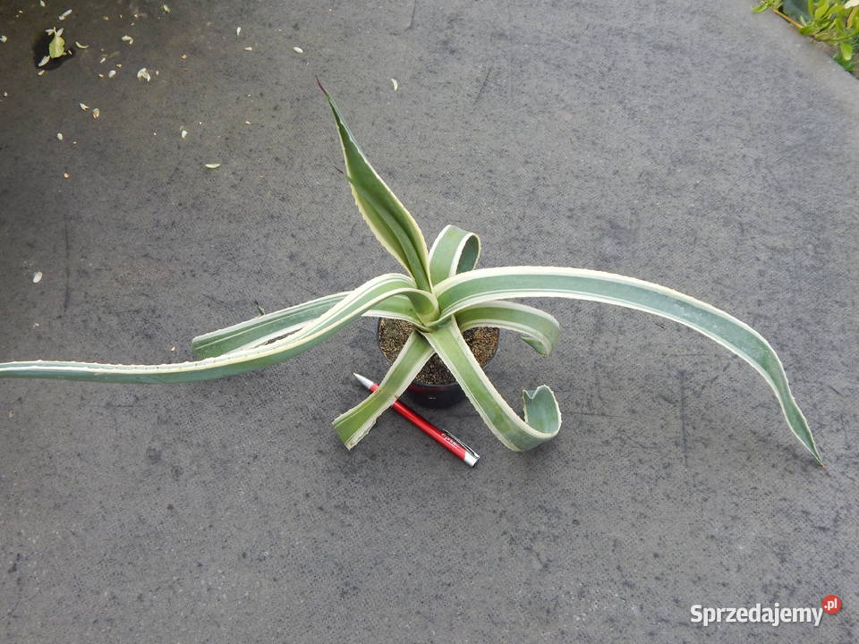 Kolorowa agawa agave americana variegata NOVA 3 Ogród