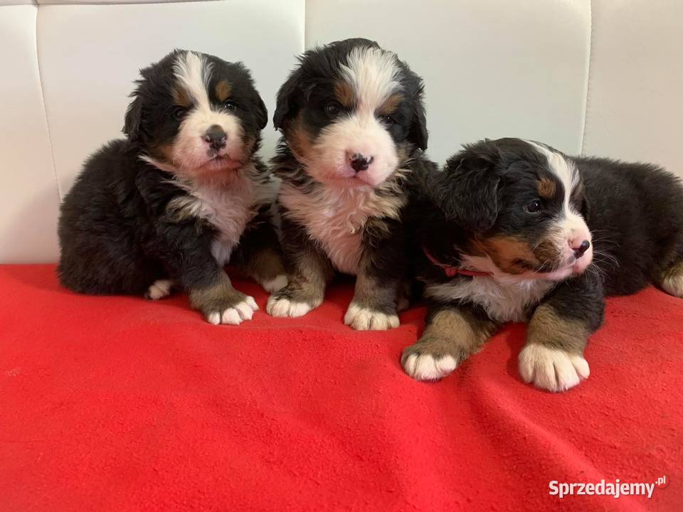 Berneński Pies Pasterski Psy