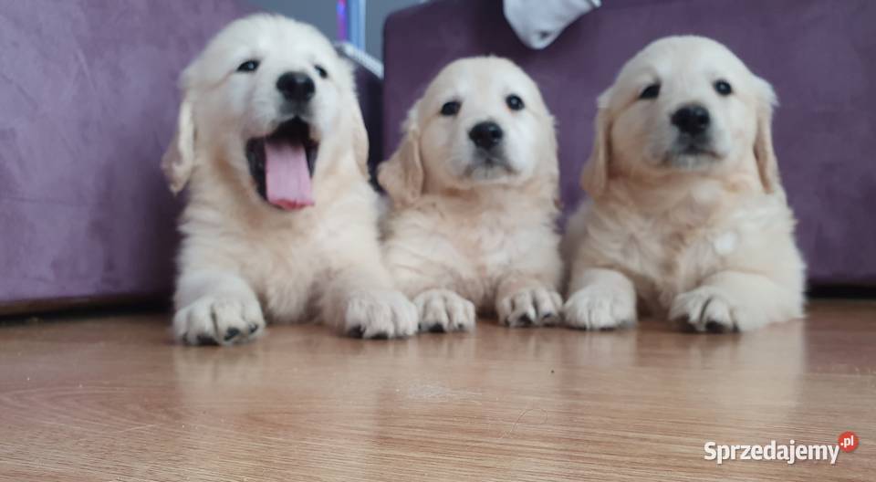 ŚLICZNE PIESKI GOLDUSIE Stary Broniszew