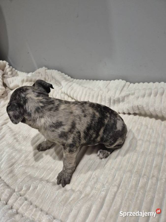 Ostatni z miotu mazowieckie Przytyk