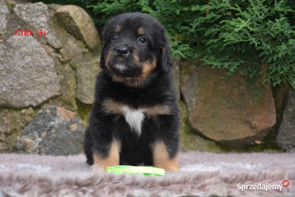 oferujemy szczenięta hovawarta z renomowanego Białystok