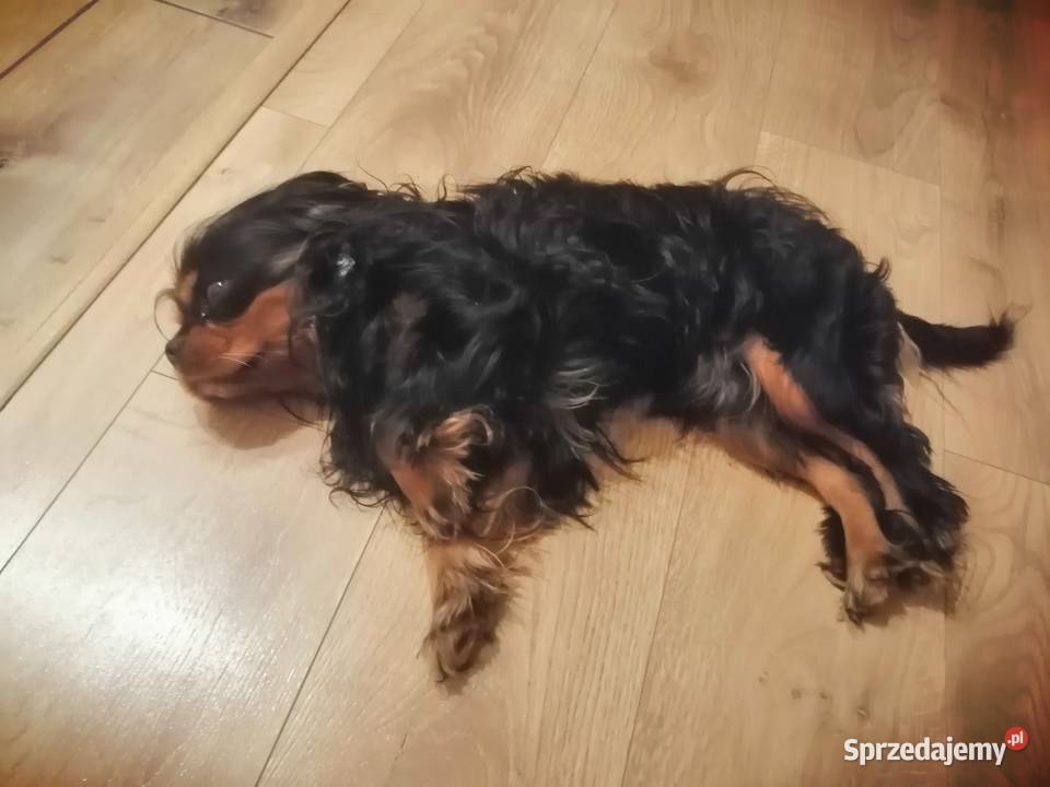 Cudowny Cavalier szuka nowej kochającej rodziny Dąbrowa Górnicza