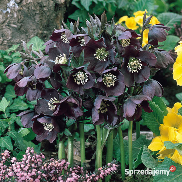 CIEMIERNIK WSCHODNI SINGLE BLACK sadzonki w Ustronie