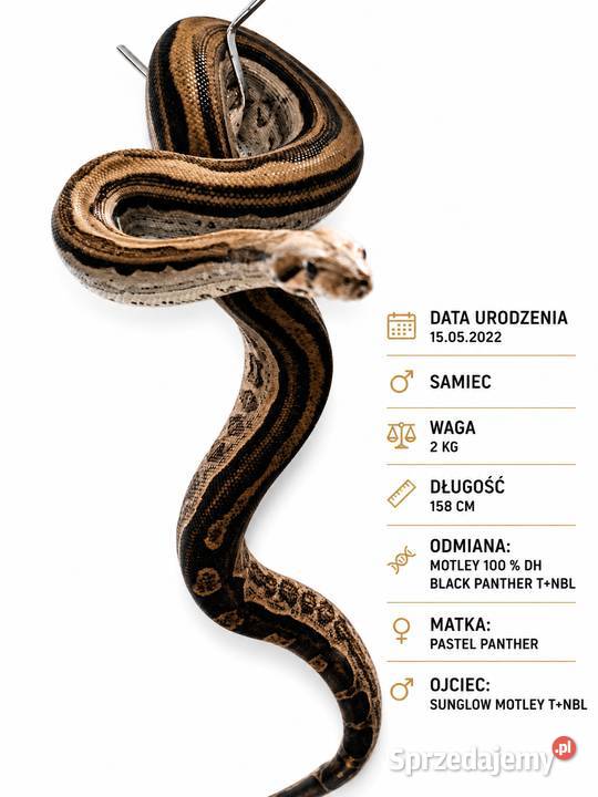 Boa constrictor samiec Lublin