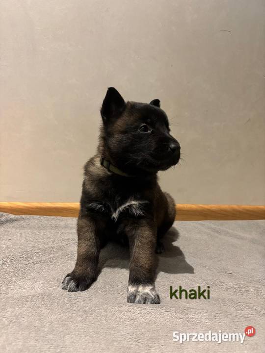 Owczarek belgijski Malinois