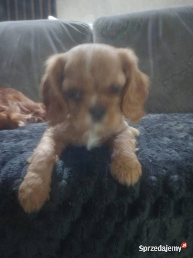 Cavalieki małe szukają domu pełnego miłości Płock