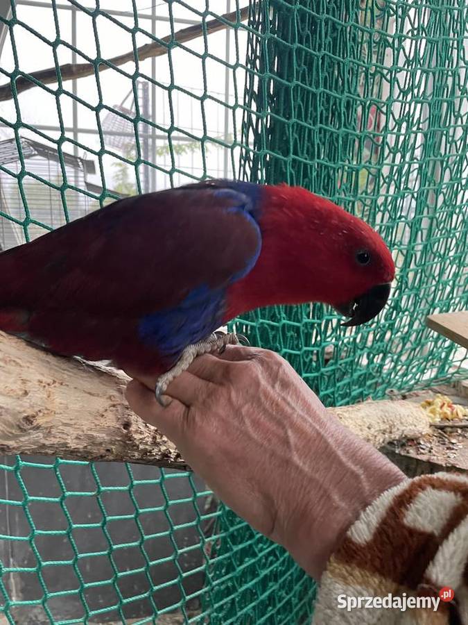 PAPUGA Lora wielka samiczka 6 lat Niwiska sprzedam