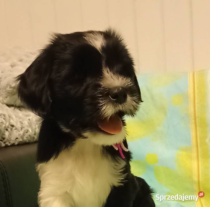 Terier Tybetański szczenięta Dona Sofia i Dżin Cerekiew sprzedam