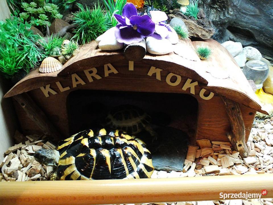 Żółw Grecki Samica ok 30 10 lat lubuskie Lubsko