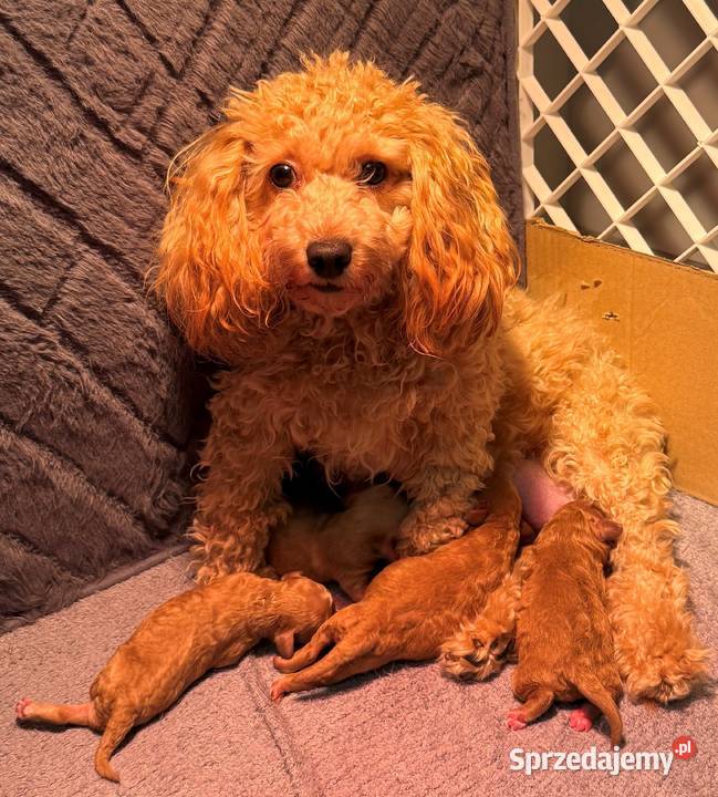 Maltipoo F1B Poznań