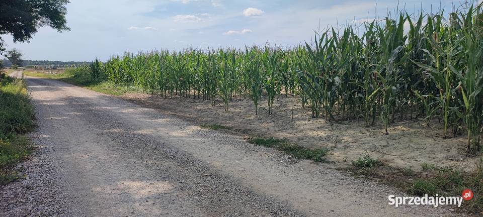 Działka rolna z prawem do zabudowy 19917HA Kołacinek
