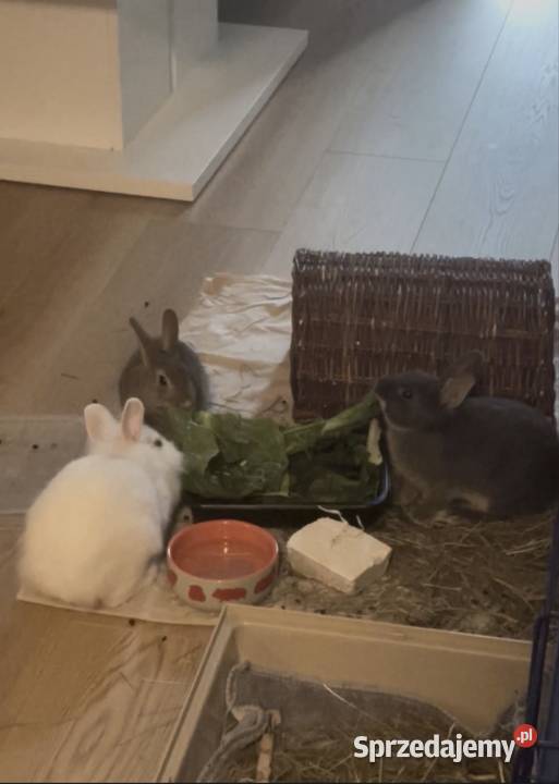 Oddam króliki w ręce Rumia