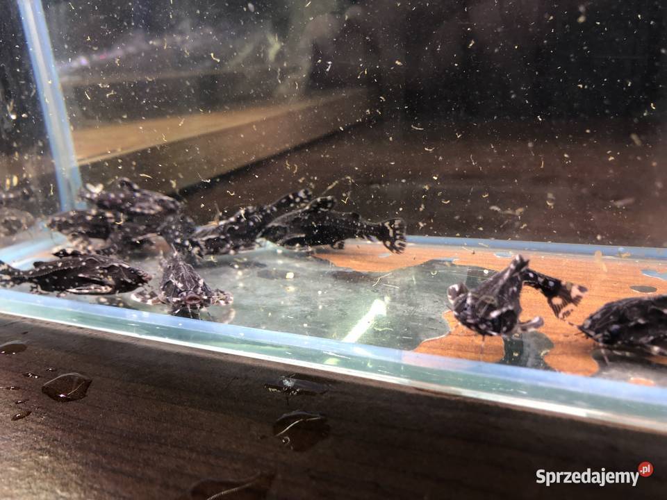 Kirys sum Agamix grzebykoczelny sprzedam