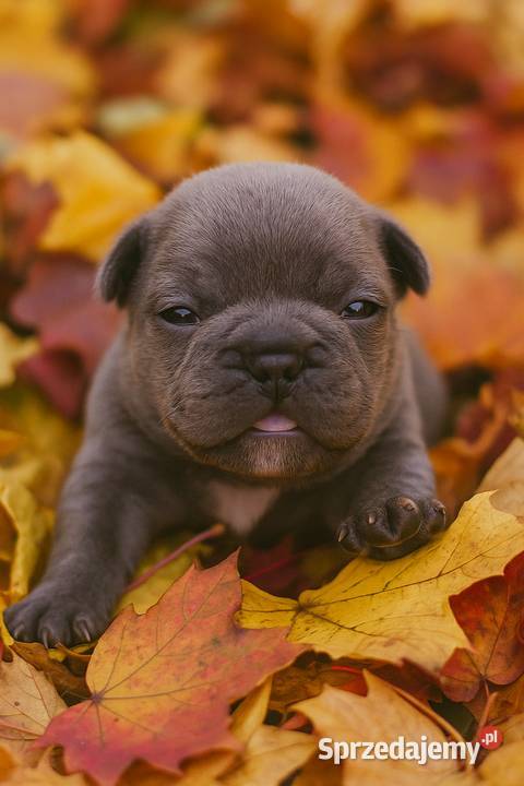 Buldog francuski blue Aktualne pomorskie Malbork
