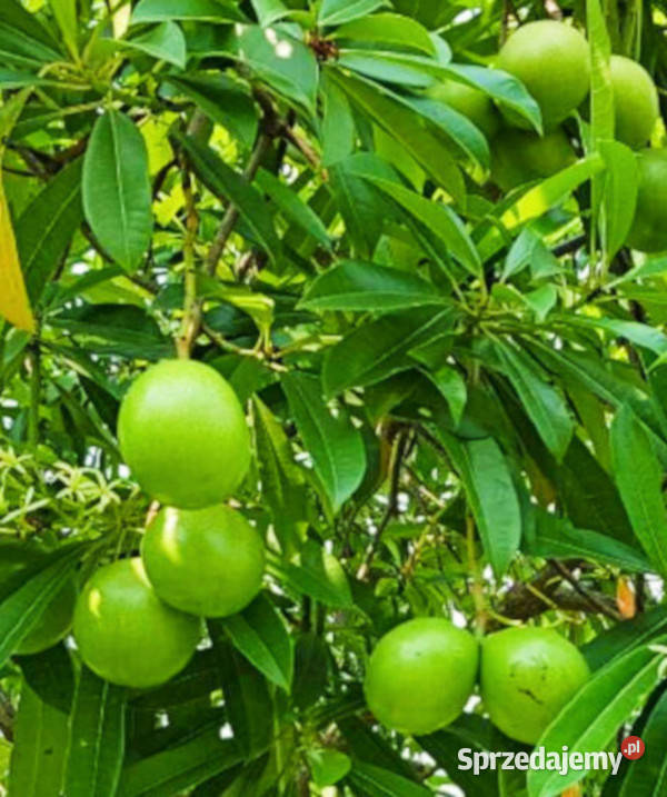 ALSTONIA SZKOLNA Alstonia scholaris NASIONA 300 Lubanie sprzedam