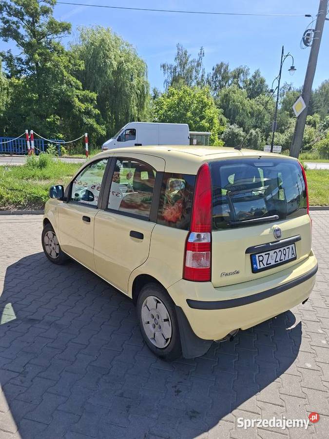 Ładna Panda Tuszyn sprzedam