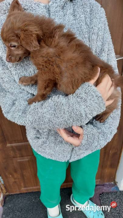 Yorkiepoo szczeniaki Warszawy gotowe do zmiany mazowieckie Płońsk