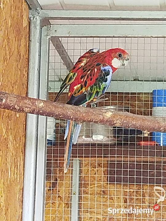 Rozella dorosła samica2022 Brzeziny