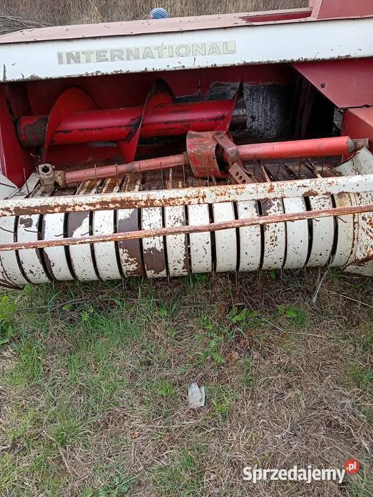 Sprzedam prase kostke