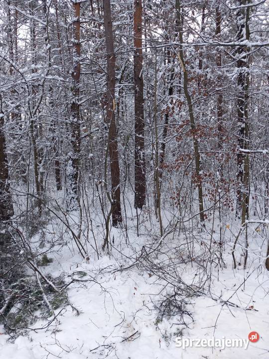 drzewo na pniu Dom i Ogród